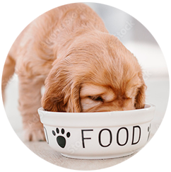 Cibo umido per cani 🐶
