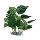 Blu Bios Pianta decorativa Anubias cm 25