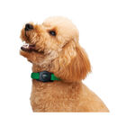 Trackipet Localizzatore GPS per animali domestici