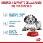 Royal Canin Dog Medium Puppy 140 gr