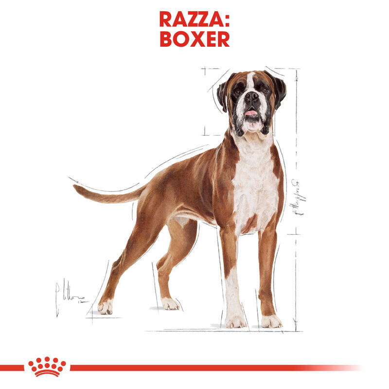 Royal Canin Dog Adult e Senior Boxer 3 kg - Scad. Dicembre 25