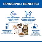 Hill's Science Plan Cat Kitten al Pollo 1,5 kg