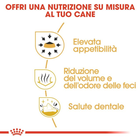 Royal Canin Chihuahua Dog Adult e Senior 500 gr