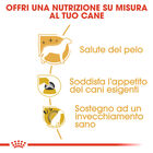Royal Canin Dog Adult e Senior Yorkshire Terrier 1,5 kg
