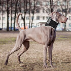 Balto Bt Neck Eco Collare Rigido Tg. XXS image number 0