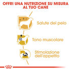 Royal Canin Dog Adult e Senior Barboncino 85 gr