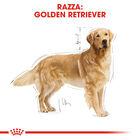 Royal Canin Dog Adult Golden Retriver 3 kg - Scad. Dicembre 25