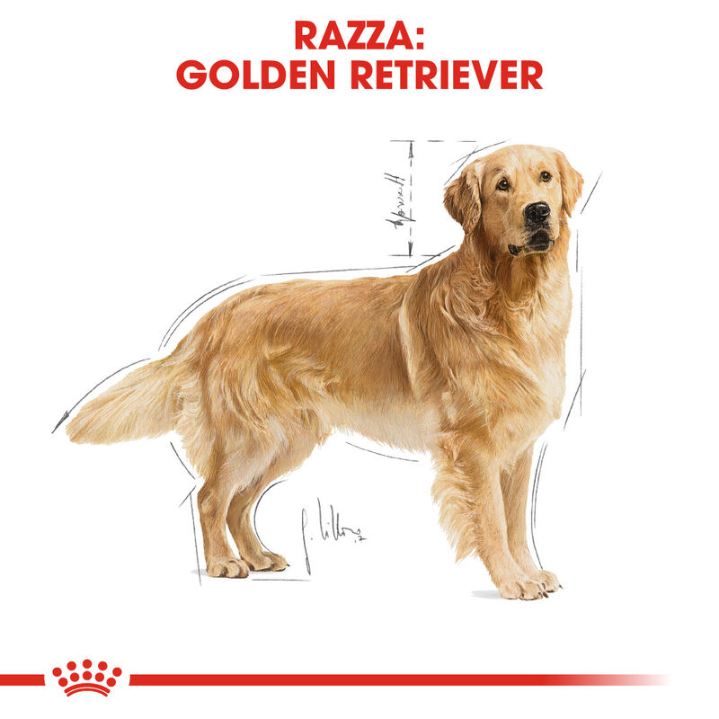 Royal Canin Dog Adult Golden Retriver 3 kg - Scad. Dicembre 25
