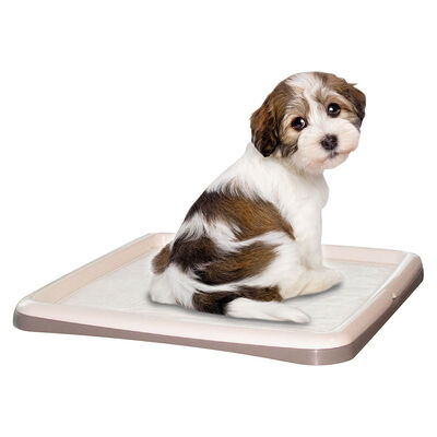 Petup Tip&Tap Portatappetino addestramento 60x90cm