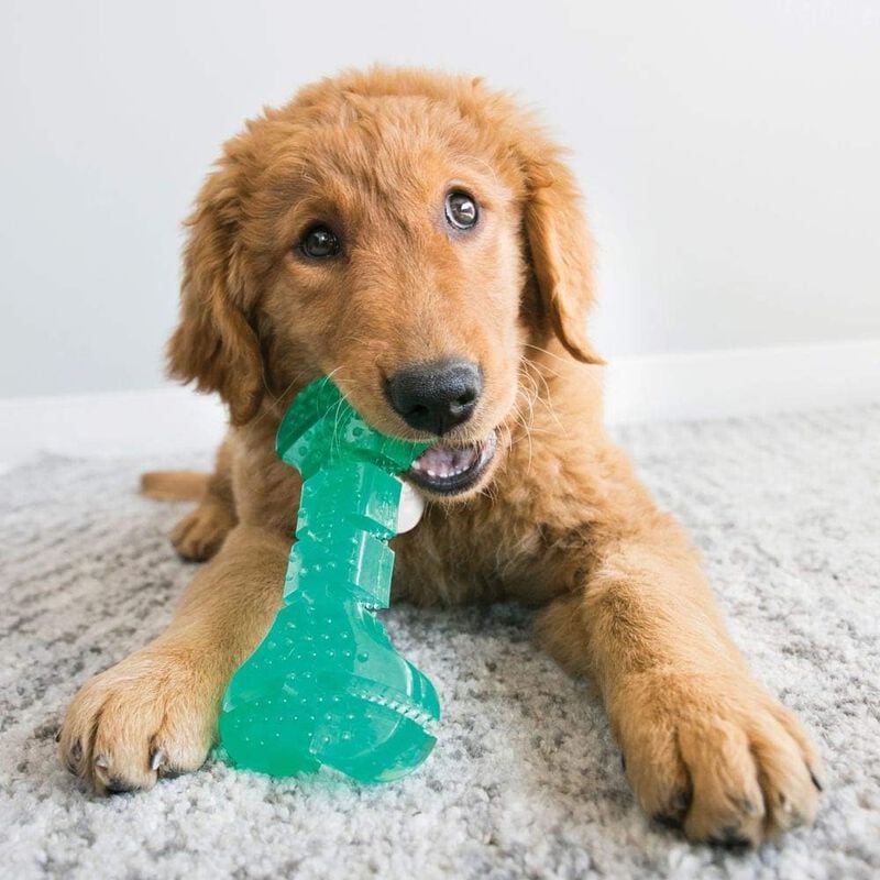 Kong Squeezz Bastoncino dentale per cani Tg M 