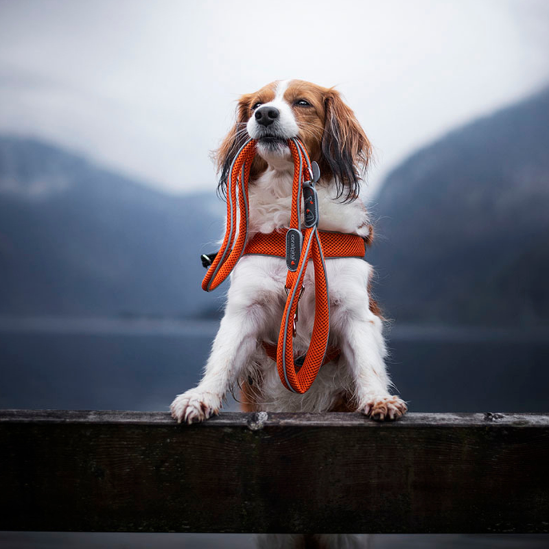 Coralpina Guinzaglio Cinquetorri nero tg 4/6
