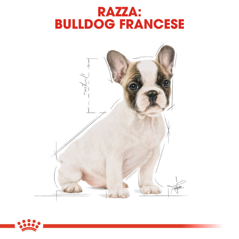 Royal Canin Dog Puppy French Bulldog 1 kg