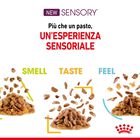 Royal Canin Cat Adult Sensory Feel Jelly 85 gr Royal Canin Cat Adult Sensory Feel Jelly 85 gr