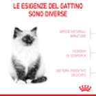 Royal Canin Cat Kitten 400 gr