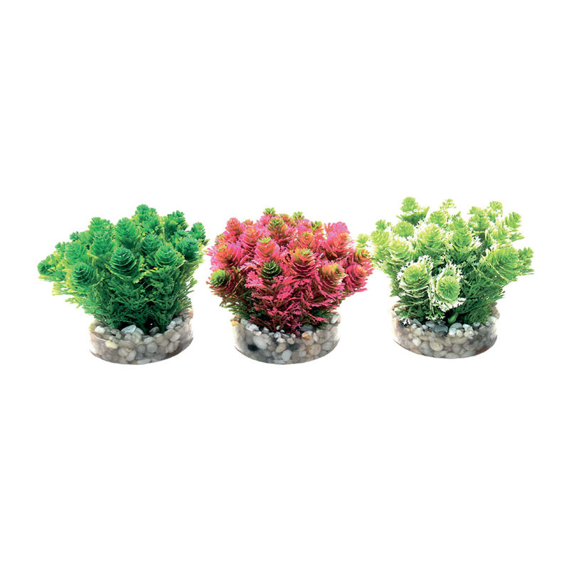 Sydeco Pianta decorativa Grass Bush 8 cm