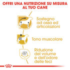 Royal Canin Dog Adult e Senior Bassotto 1,5 kg