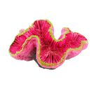 Askoll Decorazione acquario Trachyphyllia 9x5,5x5 cm