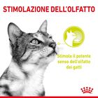 Royal Canin Cat Adult Sensory Smell Salsa 85 gr Royal Canin Cat Adult Sensory Smell Salsa 85 gr