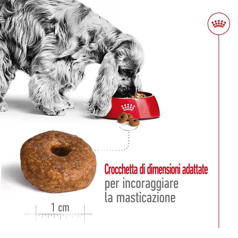 Royal Canin Dog Medium Senior 10+  15 kg