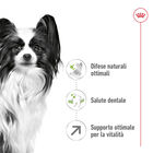 Royal Canin Dog Adult 8+ X-Small 500 gr