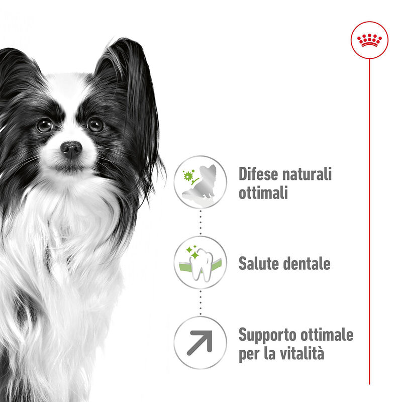 Royal Canin Dog Adult 8+ X-Small 500 gr