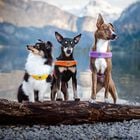 Coralpina Pettorina Cinquetorri Rosso Tg 4