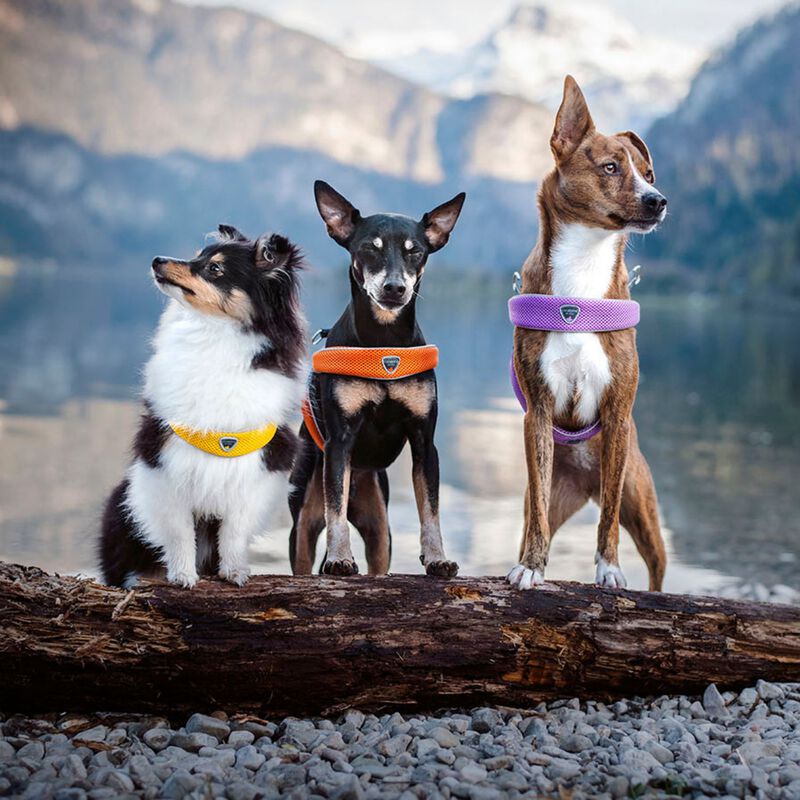 Coralpina Pettorina Cinquetorri Rosso Tg 4