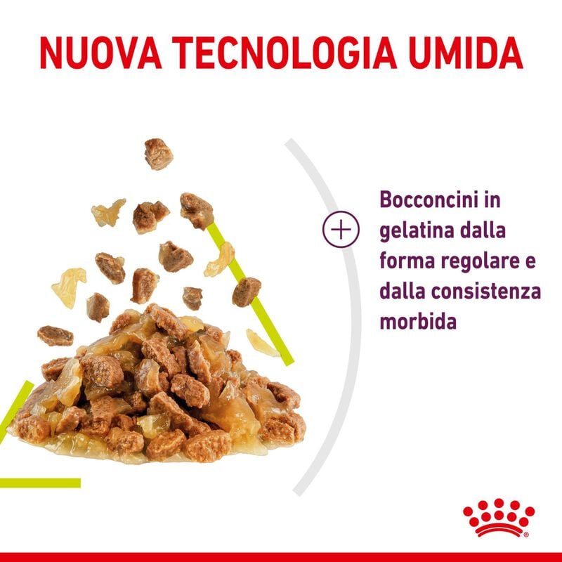 Royal Canin Cat Adult Sensory Smell Jelly 85 gr Royal Canin Cat Adult Sensory Smell Jelly 85 gr