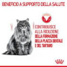 Royal Canin Cat Adult Oral Care 400 gr