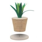 L'Isola dei Tesori Tiragraffi Vaso 30x30xh40 cm