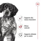 Royal Canin Dog Medium Adult 140 gr