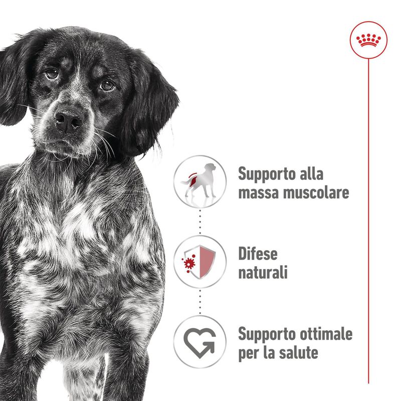 Royal Canin Dog Medium Adult 140 gr