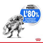 Royal Canin Dog Adult Medium Light Weight Care 12 kg 