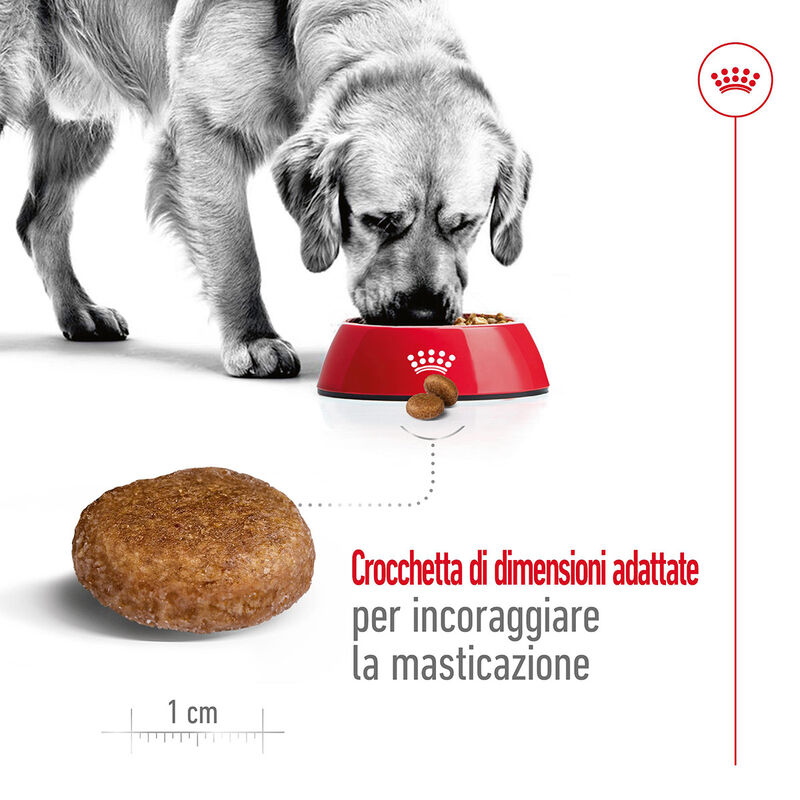 Royal Canin Dog Maxi 5+ Senior 15 kg