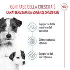 Royal Canin Dog Mini Starter 1 kg