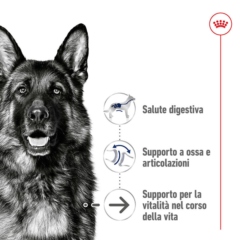 Royal Canin Dog Maxi Health Nutrition 8+ Ageing 15kg