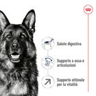 Royal Canin Dog Maxi 5+ Senior 15 kg