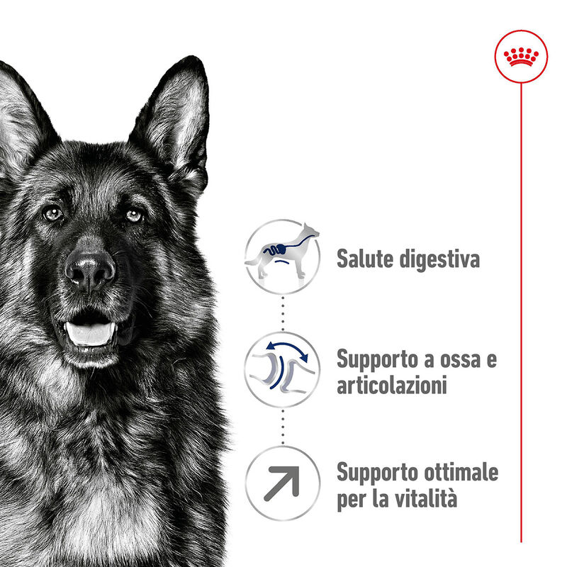 Royal Canin Dog Maxi 5+ Senior 15 kg
