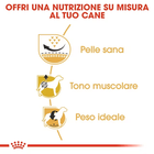 Royal Canin Dog Adult e Senior Carlino 1,5 kg