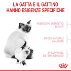 Royal Canin Cat Adult e Kitten Mother and Babycat 2 kg