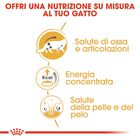 Royal Canin Cat Maine Coon 85 gr