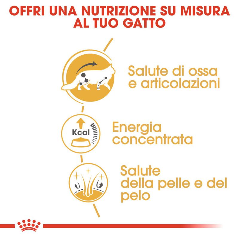 Royal Canin Cat Maine Coon 85 gr