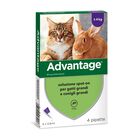 Advantage Gatti Grandi 4 pipette - Prevenzione e Trattamento Pulci per Gatti oltre 4 kg