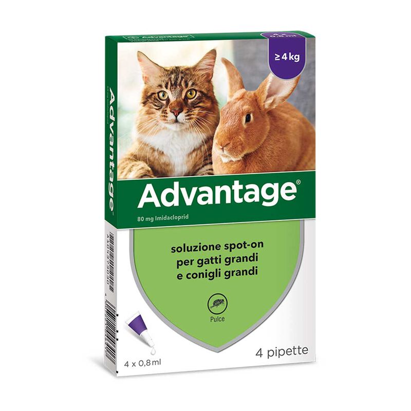 Advantage Gatti Grandi 4 pipette - Prevenzione e Trattamento Pulci per Gatti oltre 4 kg
