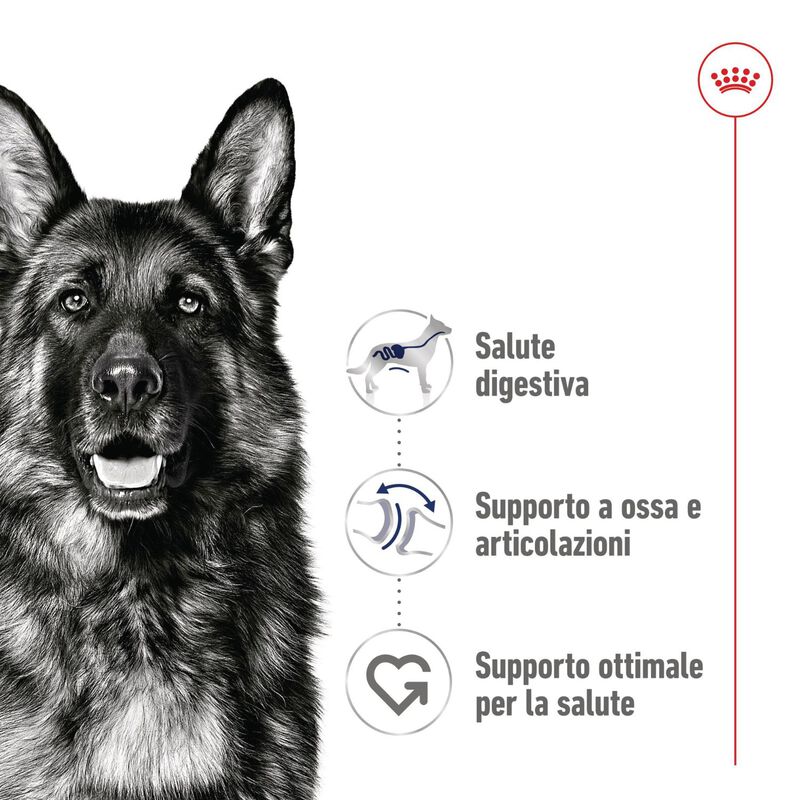 Royal Canin Dog Maxi Adult 140 gr