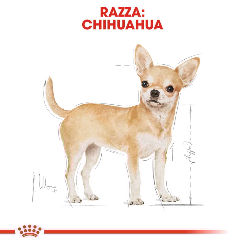 Royal Canin Dog Adult e Senior Chihuahua 1,5 kg