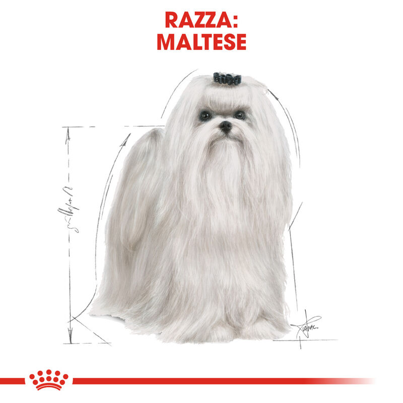 Royal Canin Dog Adult  e Senior Maltese 1,5 kg