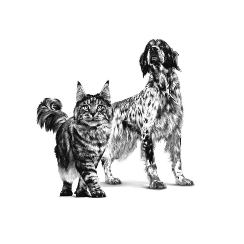 Royal Canin Veterinary Diet Dog e Cat Recovery 195 gr