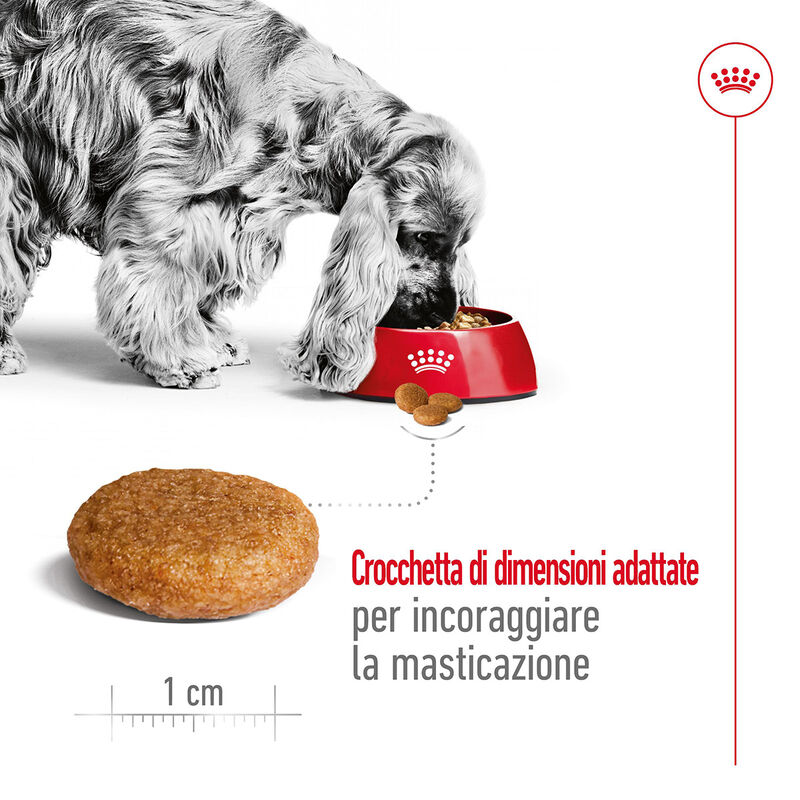 Royal Canin Dog Medium Adult 4 kg