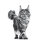 Royal Canin Veterinary Diet Cat Renal 400 gr